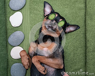 Â Cute pet relaxing in spa wellness . Dog with a slice of cucumbers on the eyes.. Funny concept grooming, Stock Photo